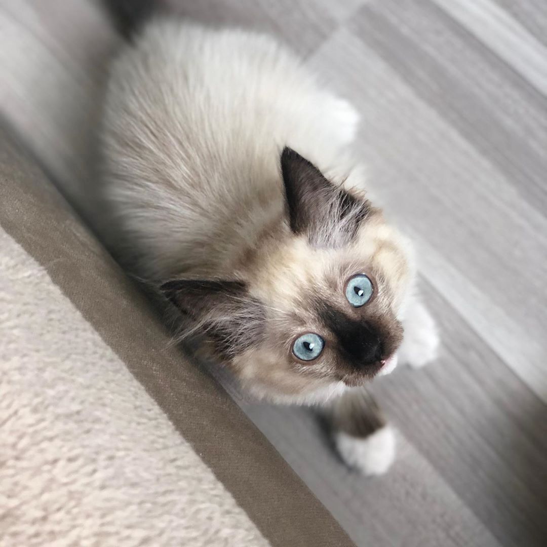 Ragdoll-Katzen zu verkaufen!