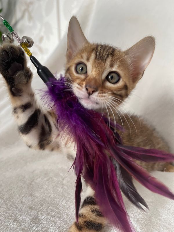 Superkleine Erhältlich  MiniLeoparden BengalKatzen mit Papieren***