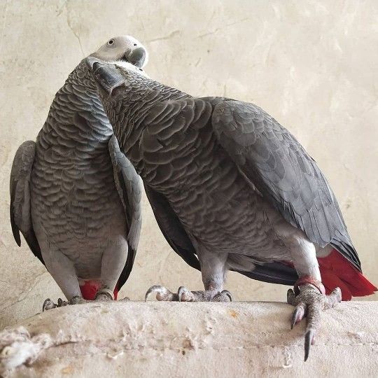Superkleine Erhältlich Graupapageien mit Papieren