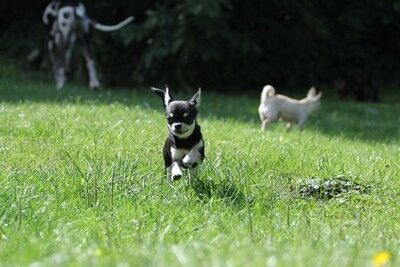 Mini Chihuahua Babys