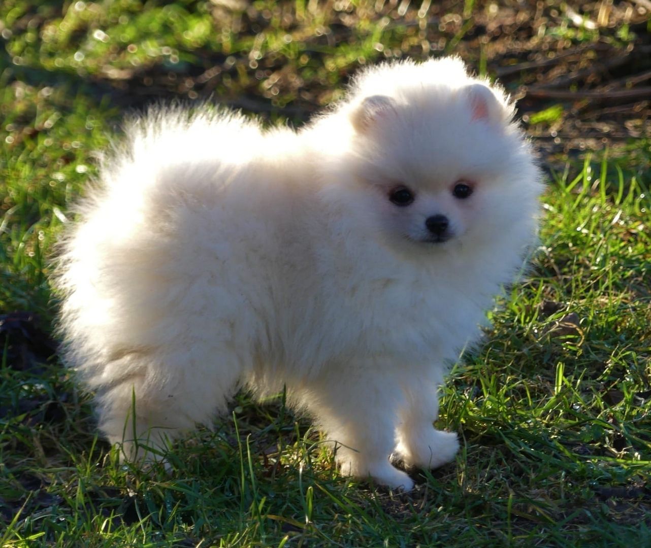 Mini Zwergspitz Pomeranian welpen mit Papieren