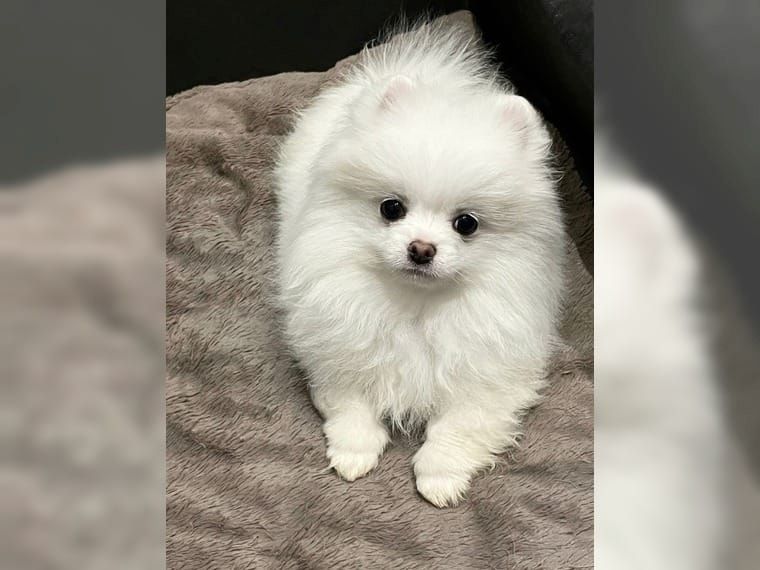 Mini Zwergspitz Pomeranian welpen mit Papieren