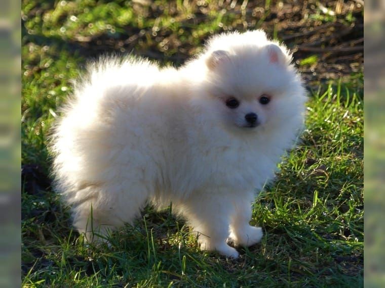 Mini Zwergspitz Pomeranian welpen mit Papieren