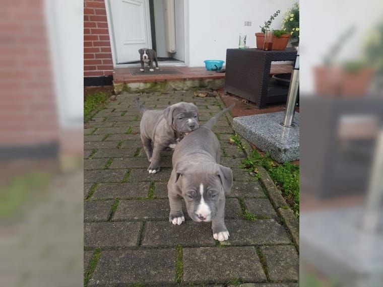 Superkleine Erhältlich American Pitbull Terrier blueline