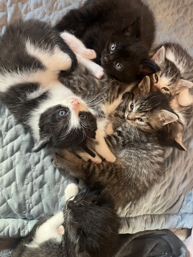 Liebevolle Menschenbezogene Kätzchen zu verkaufen