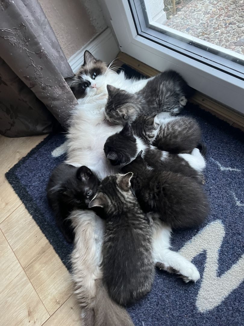 Liebevolle Menschenbezogene Kätzchen zu verkaufen