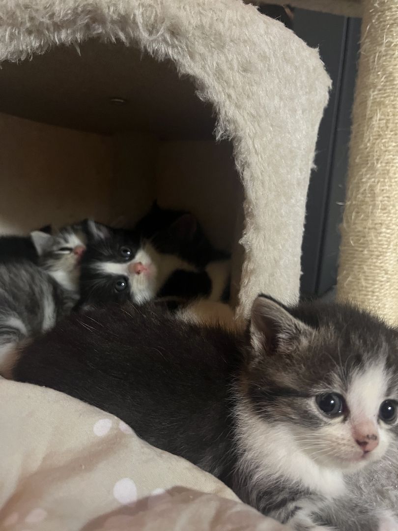 Liebevolle Menschenbezogene Kätzchen zu verkaufen