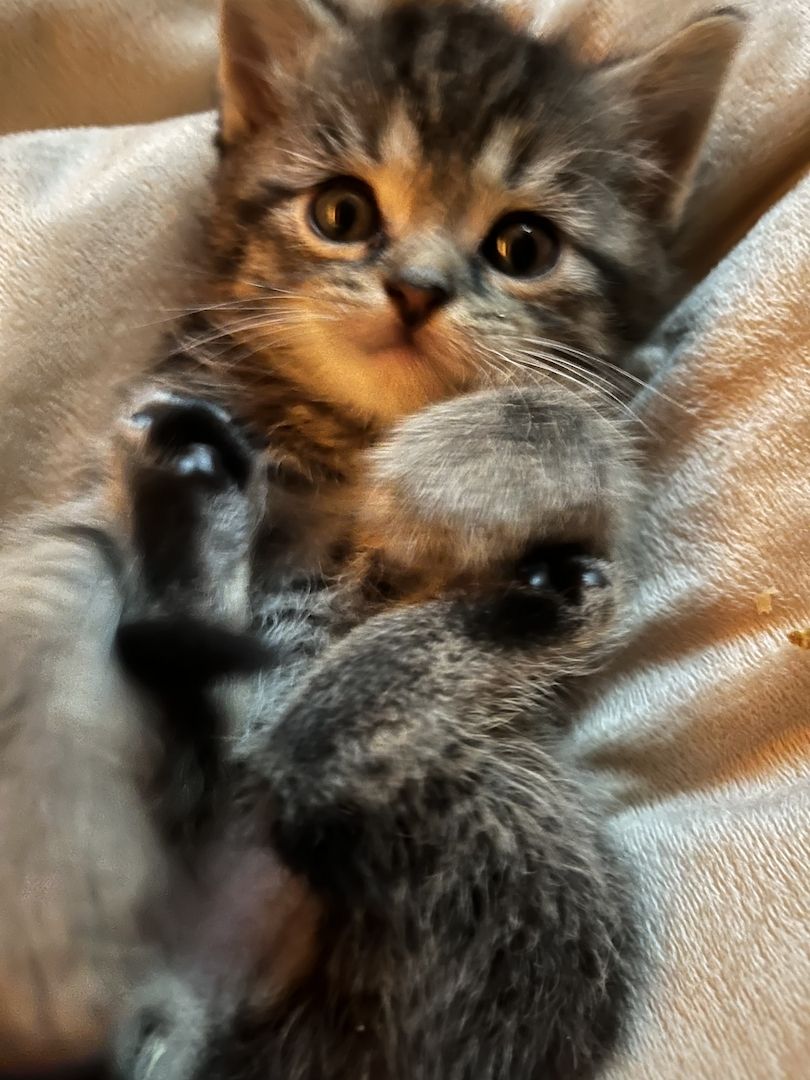 Liebevolle Menschenbezogene Kätzchen zu verkaufen