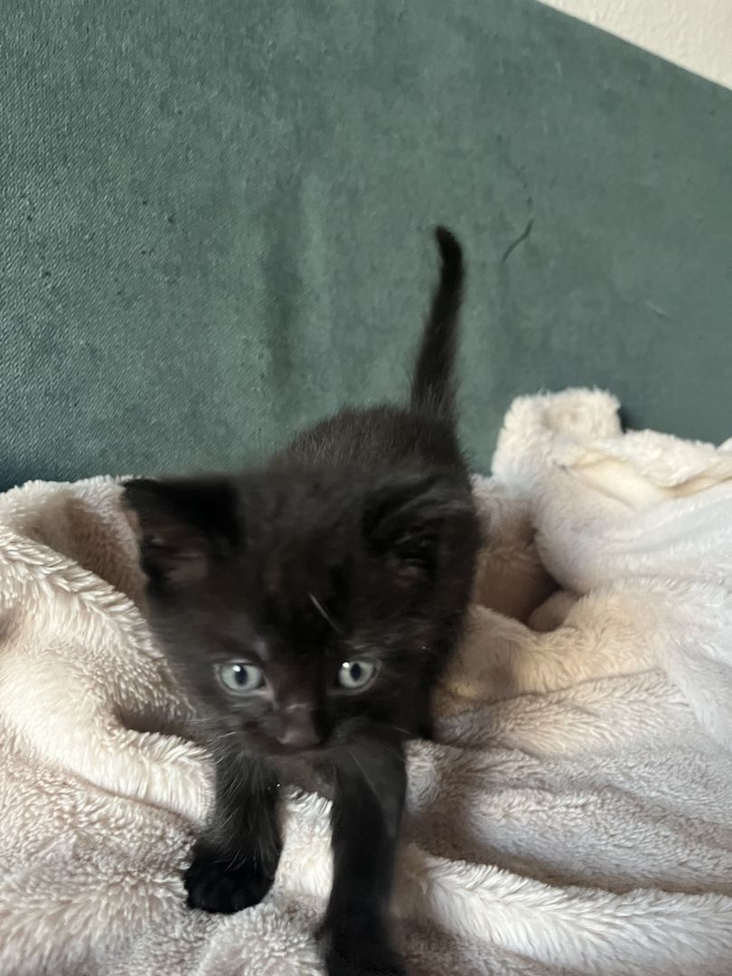 Liebevolle Menschenbezogene Kätzchen zu verkaufen