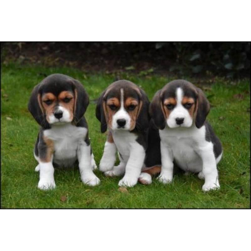 Beagle Welpen