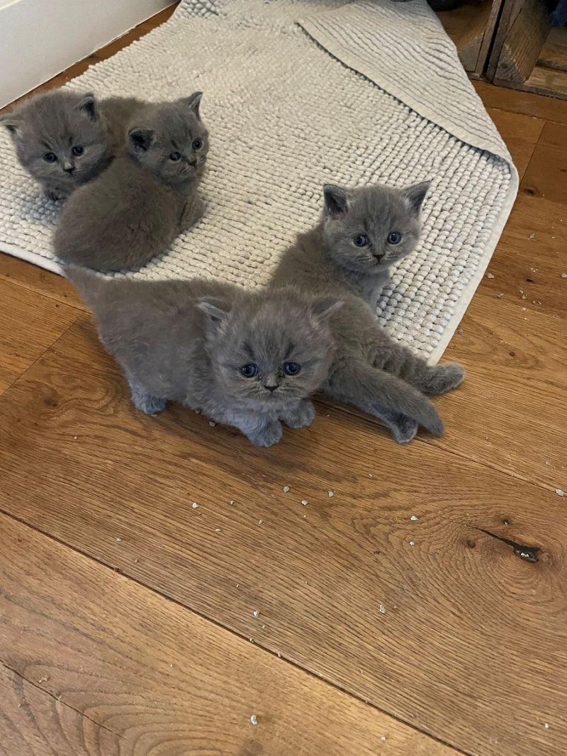 British shorthair Kätzchen