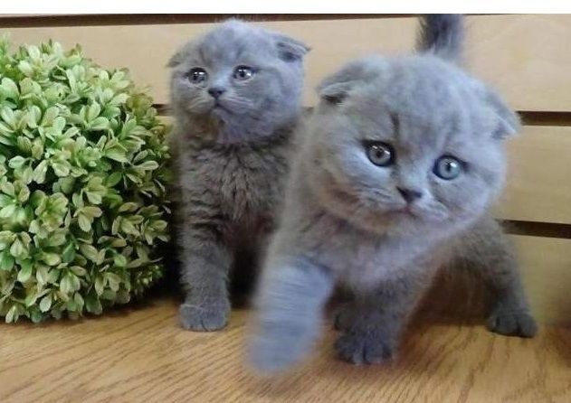 British shorthair Kätzchen