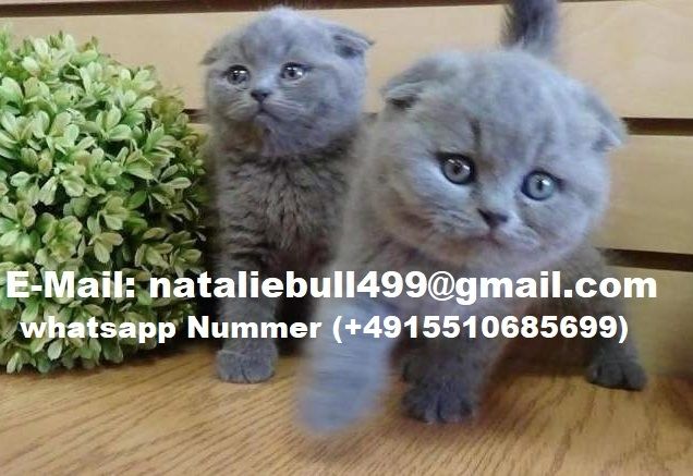 British shorthair Kätzchen