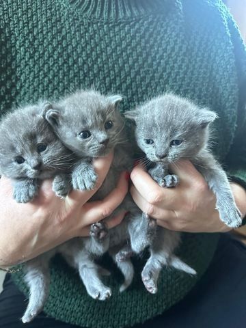 Russian blue Kätzchen