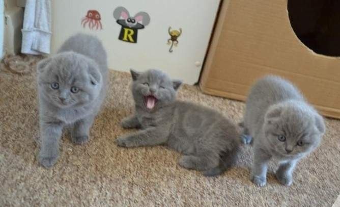 British shorthair Kätzchen