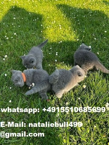 British shorthair Kätzchen