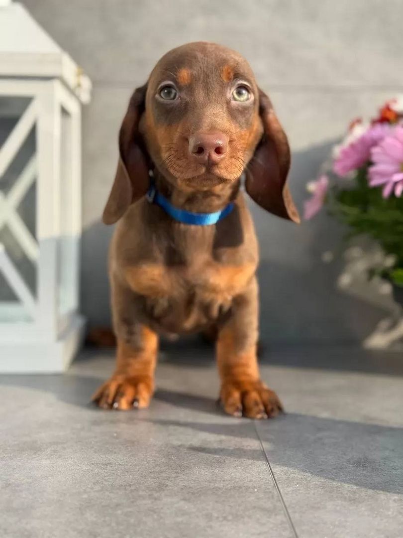 Dackel Welpen zu verkaufen.