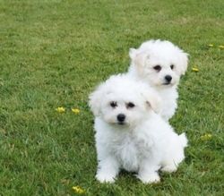 Bichon Frisé Welpen