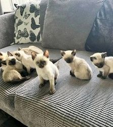 Siamesische Kätzchen