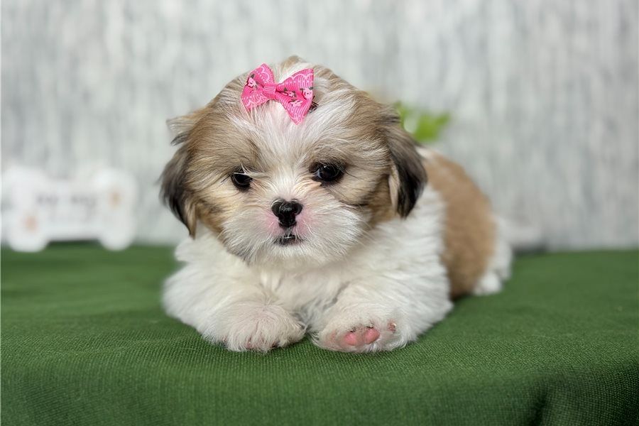 Shih Tzu (Macy) 
