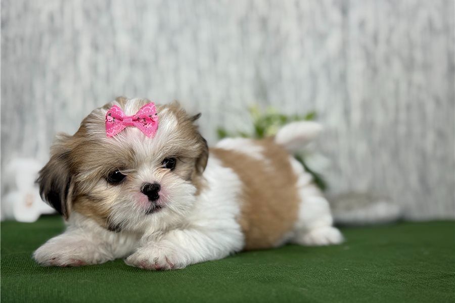 Shih Tzu (Macy) 