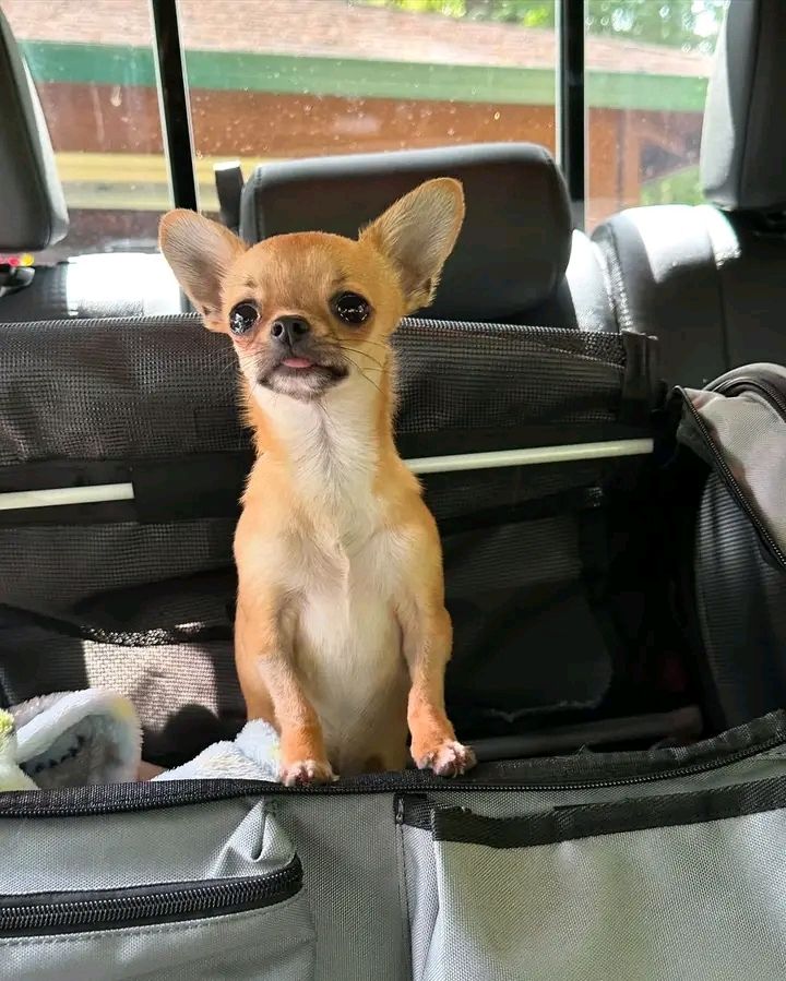 Chihuahua