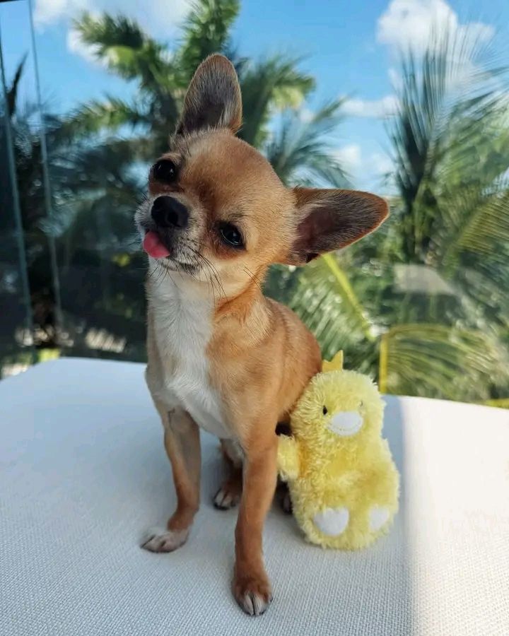 Chihuahua