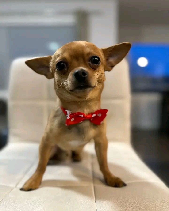 Chihuahua