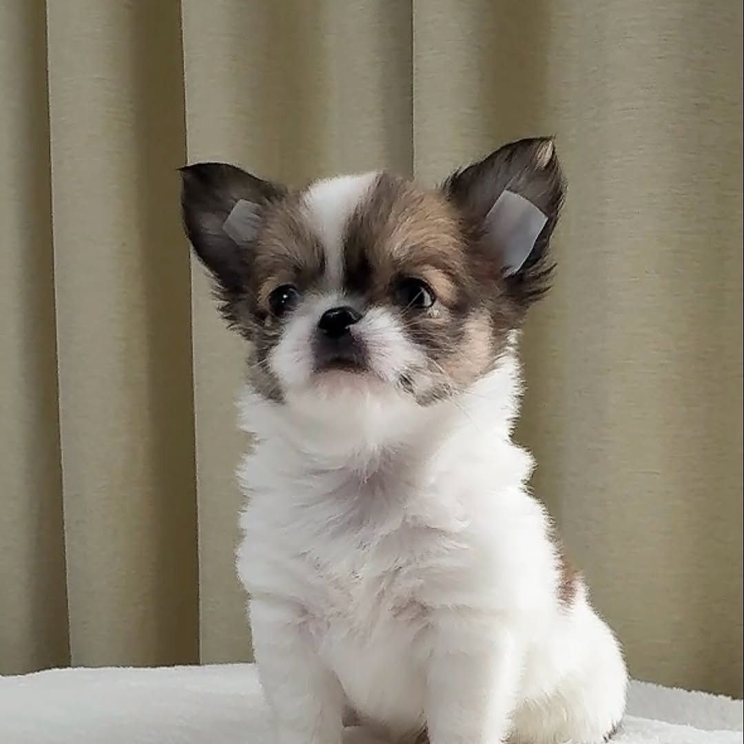 Chihuahua-Welpe zur Adoption