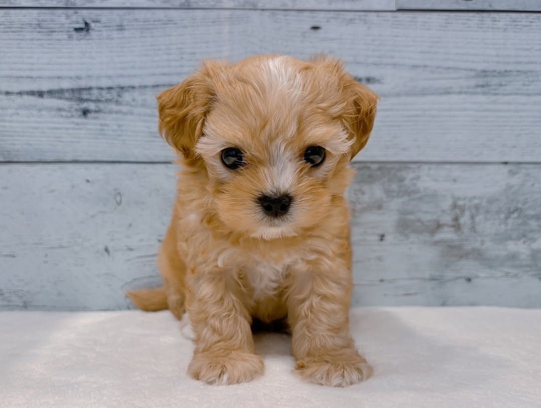 Weiblicher Pudel zur Adoption verfügbar