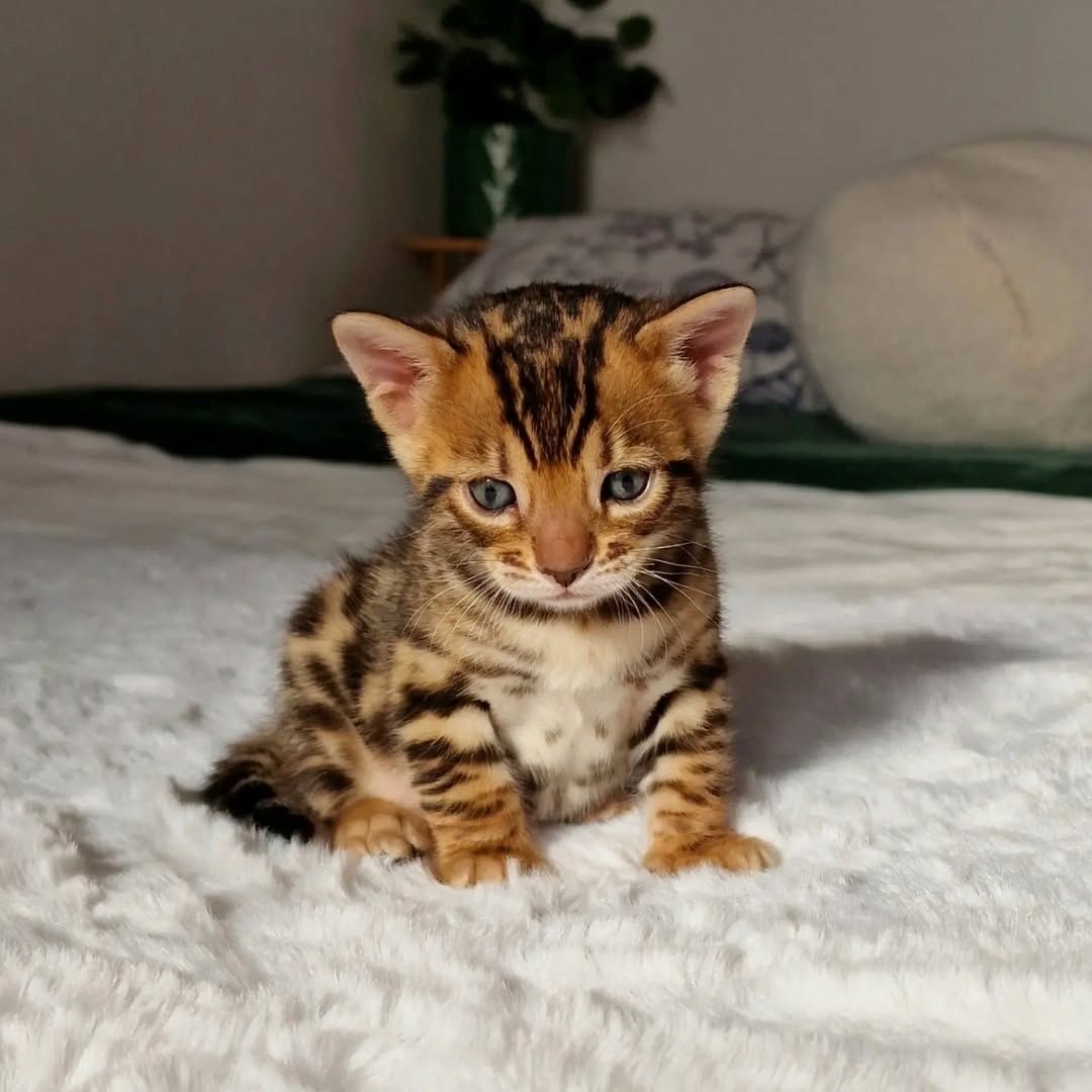 Bengalkätzchen zur Adoption