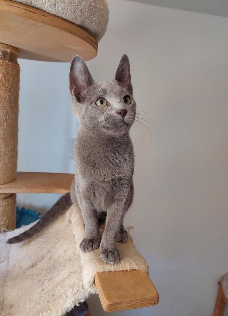 Russisch Blau Kätzchen