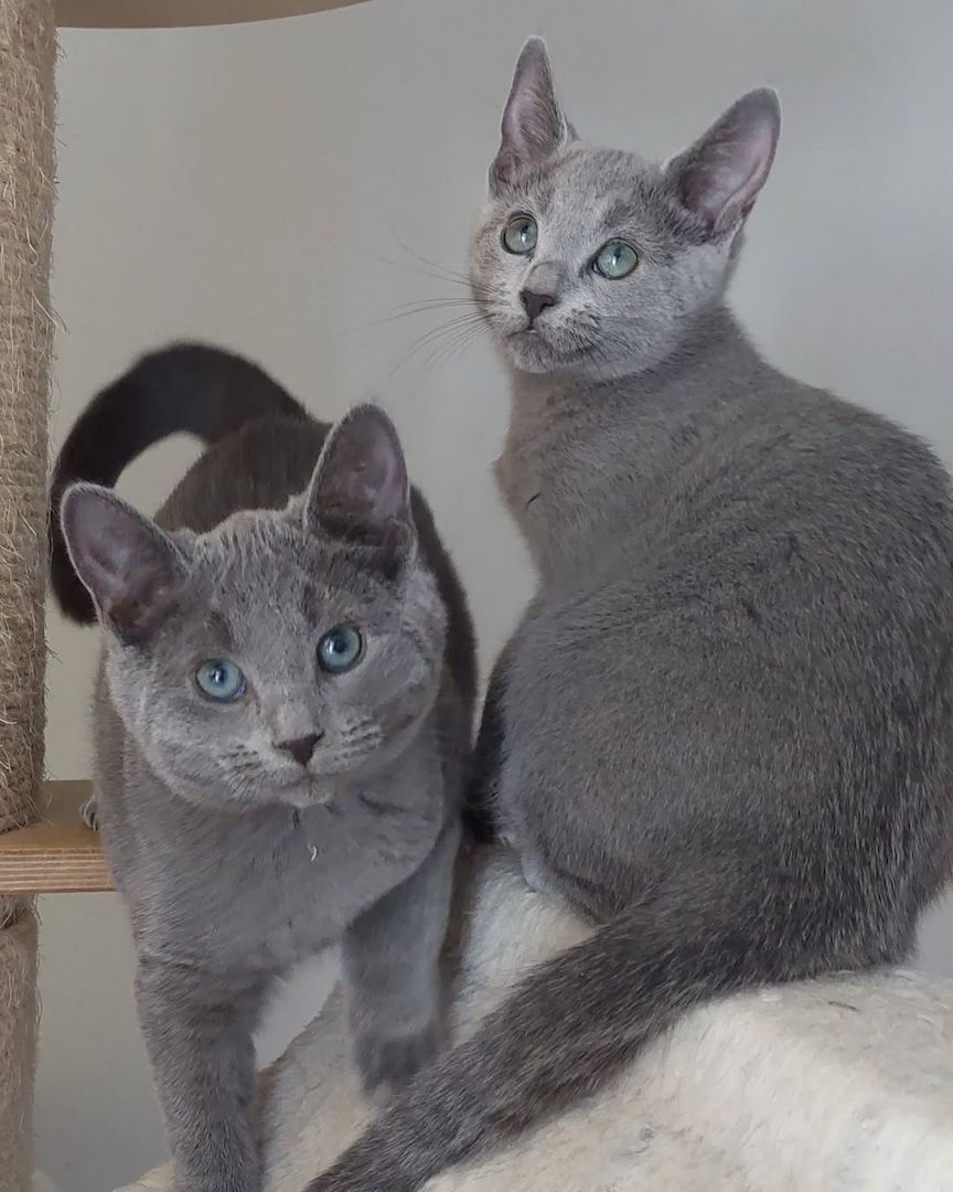 Süsse Russisch Blau Kätzchen