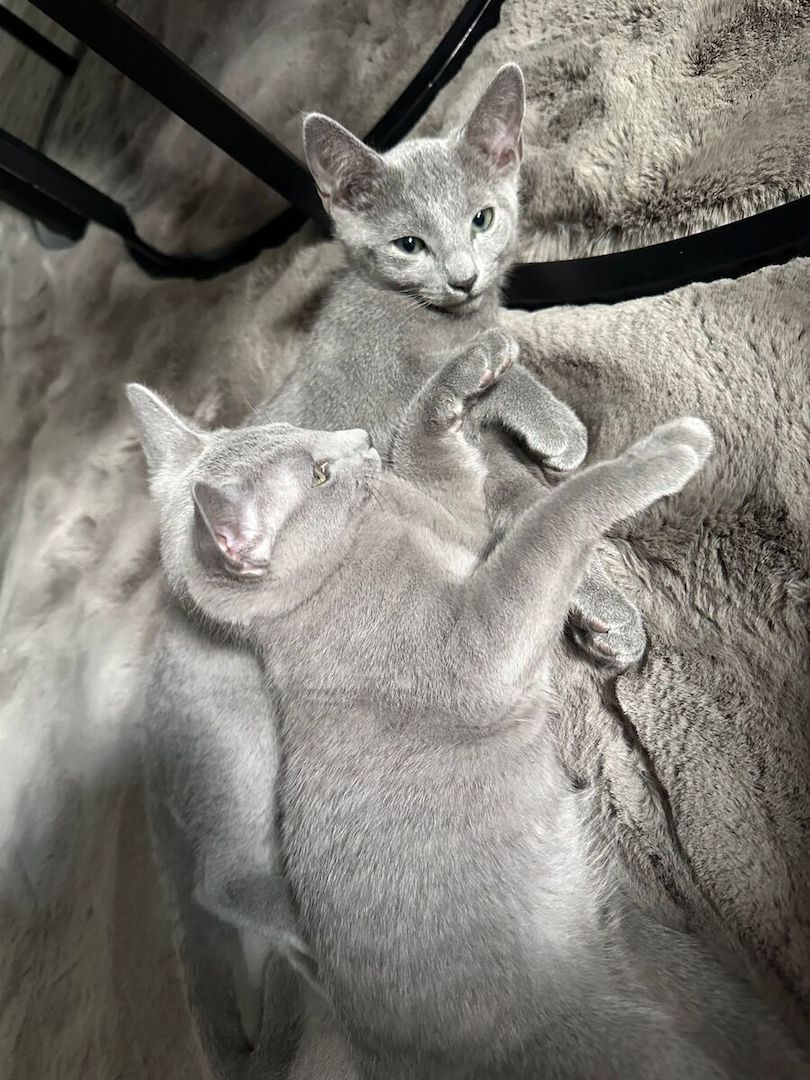 Russisch Blau Kätzchen suchen eine liebevolle Familie