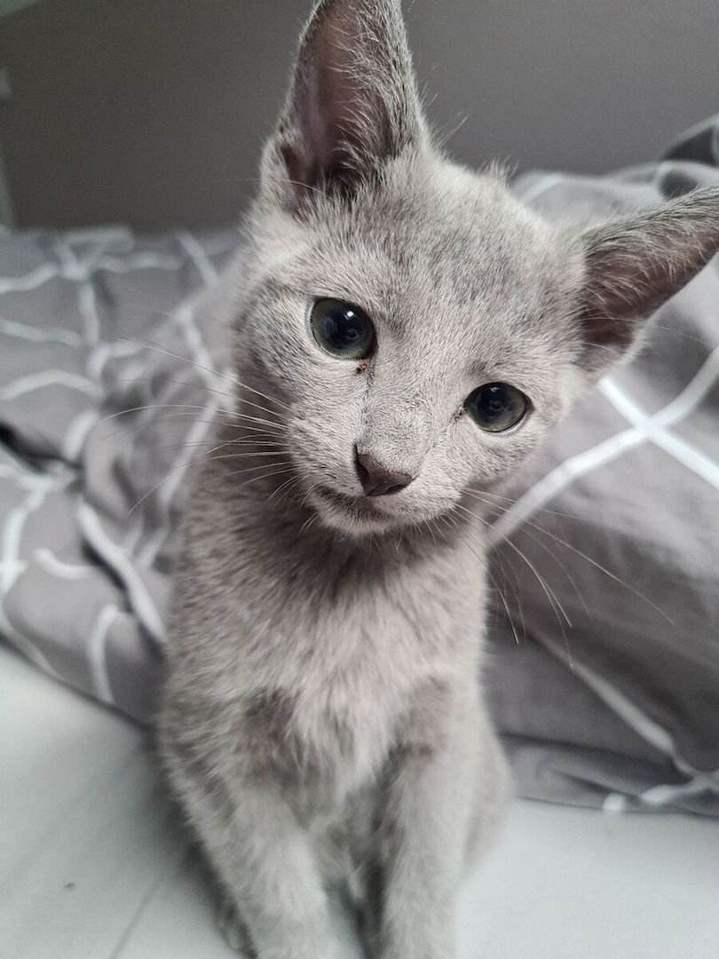 Russisch Blau Kätzchen suchen eine liebevolle Familie