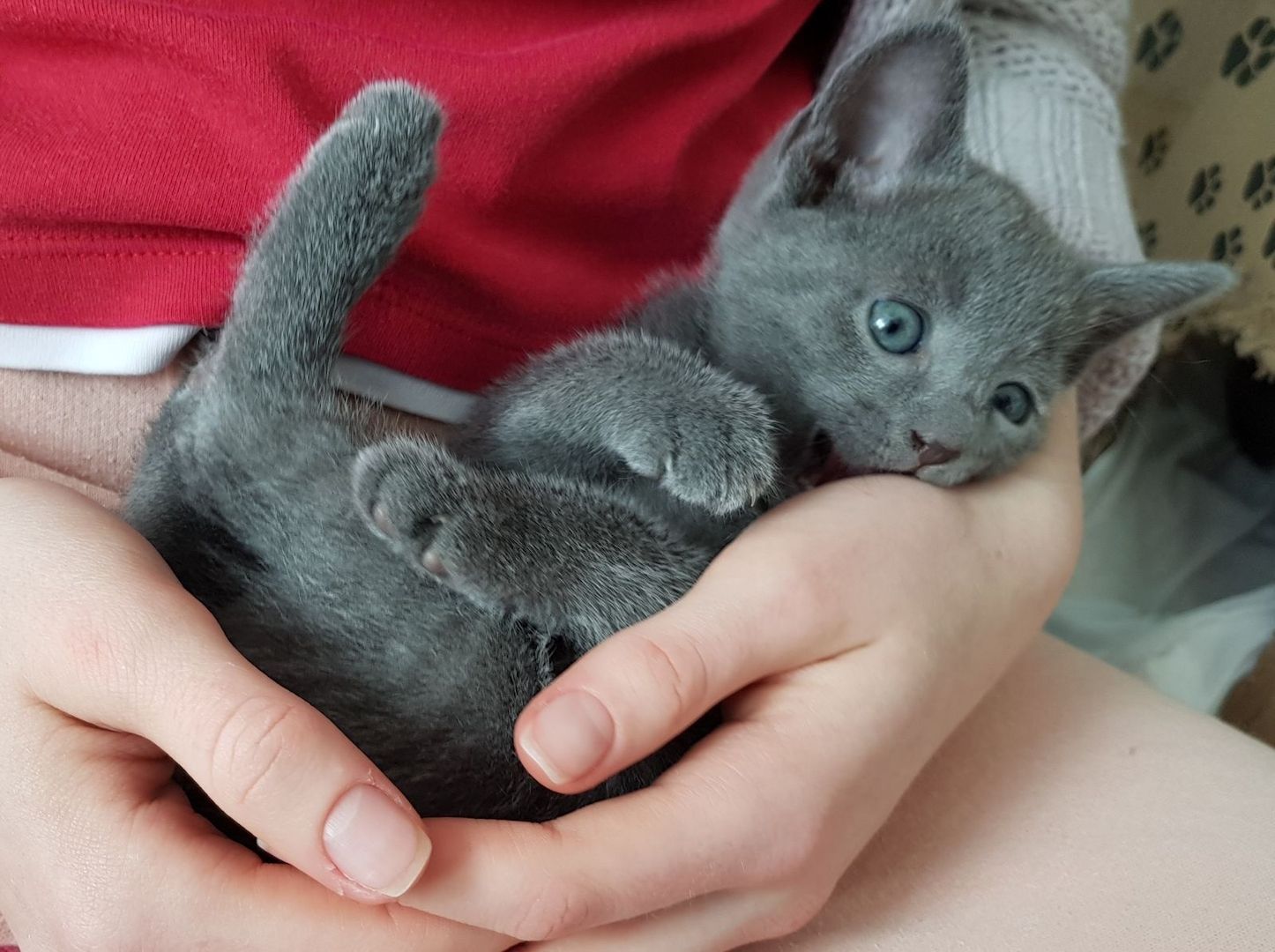Russisch Blau Kätzchen suchen eine liebevolle Familie