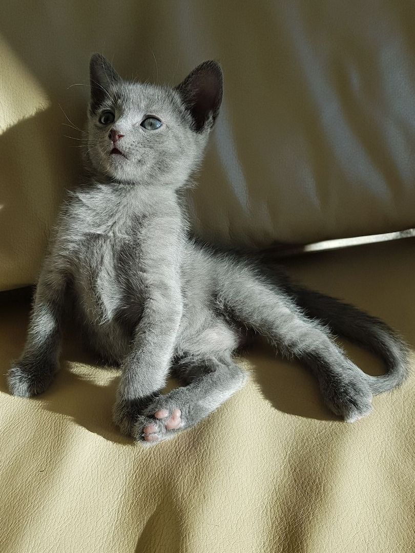 Russisch Blau Kätzchen