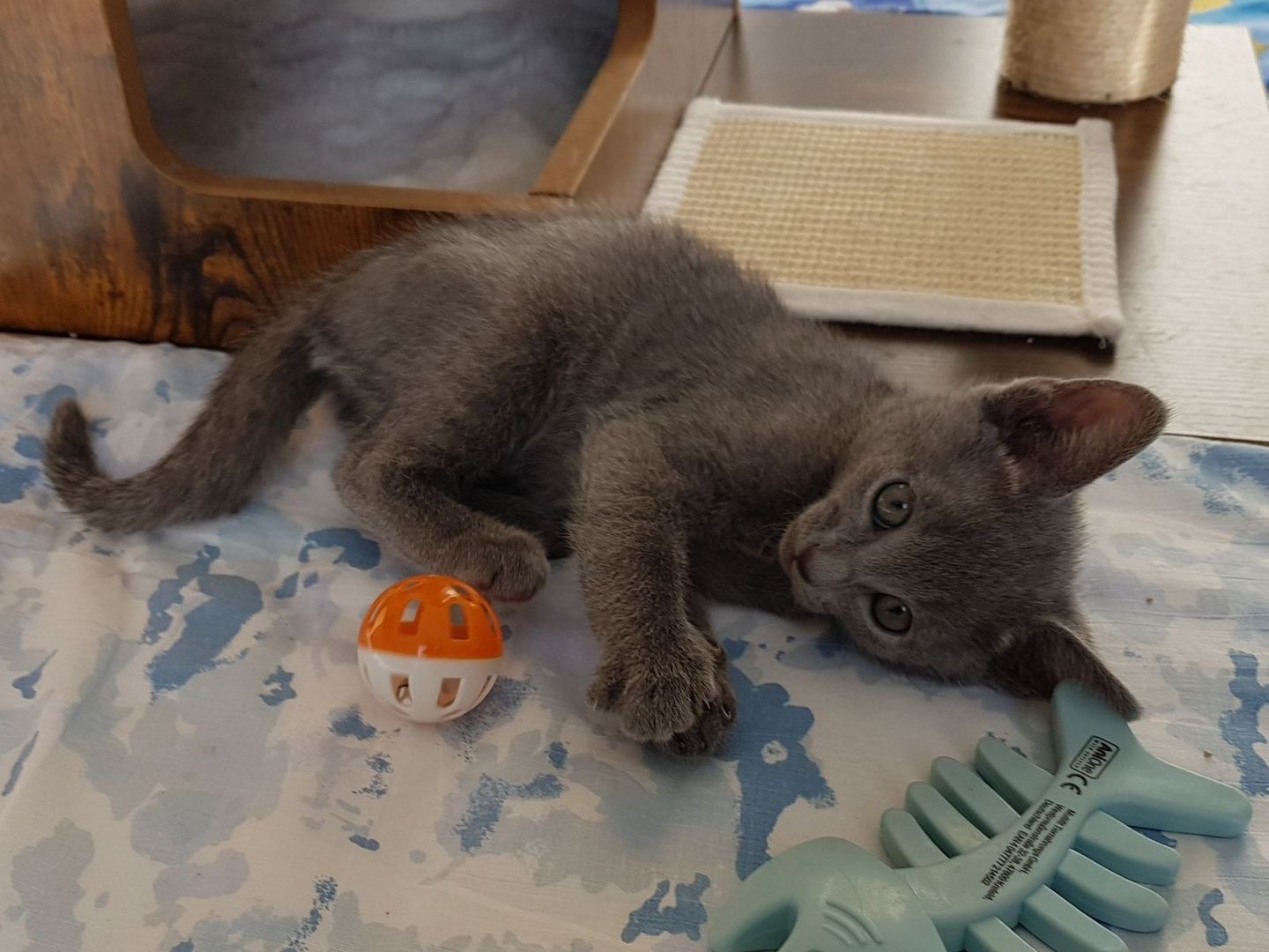 Russisch Blau Kätzchen