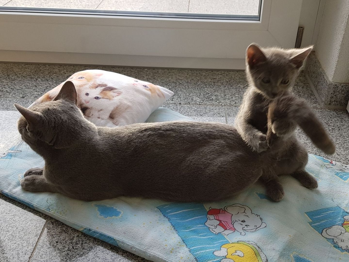 Russisch Blau Kätzchen