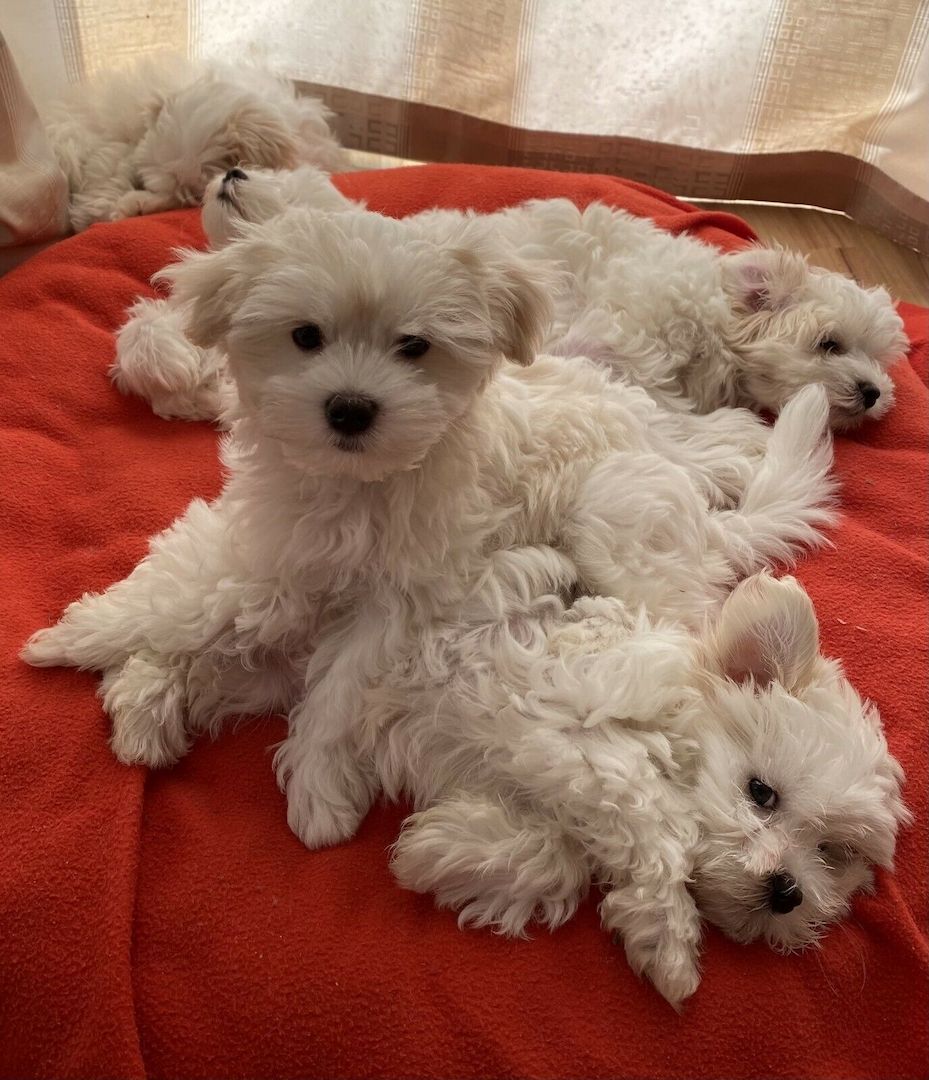 Drei Malteser Welpen abzugeben