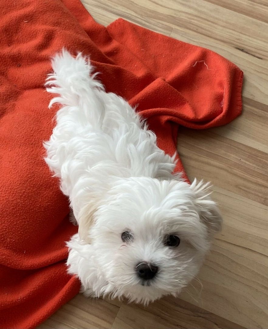 Drei Malteser Welpen abzugeben