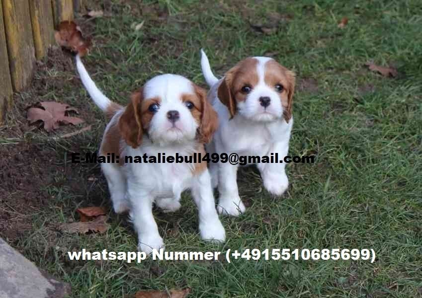 Cavalier King Charle Welpen