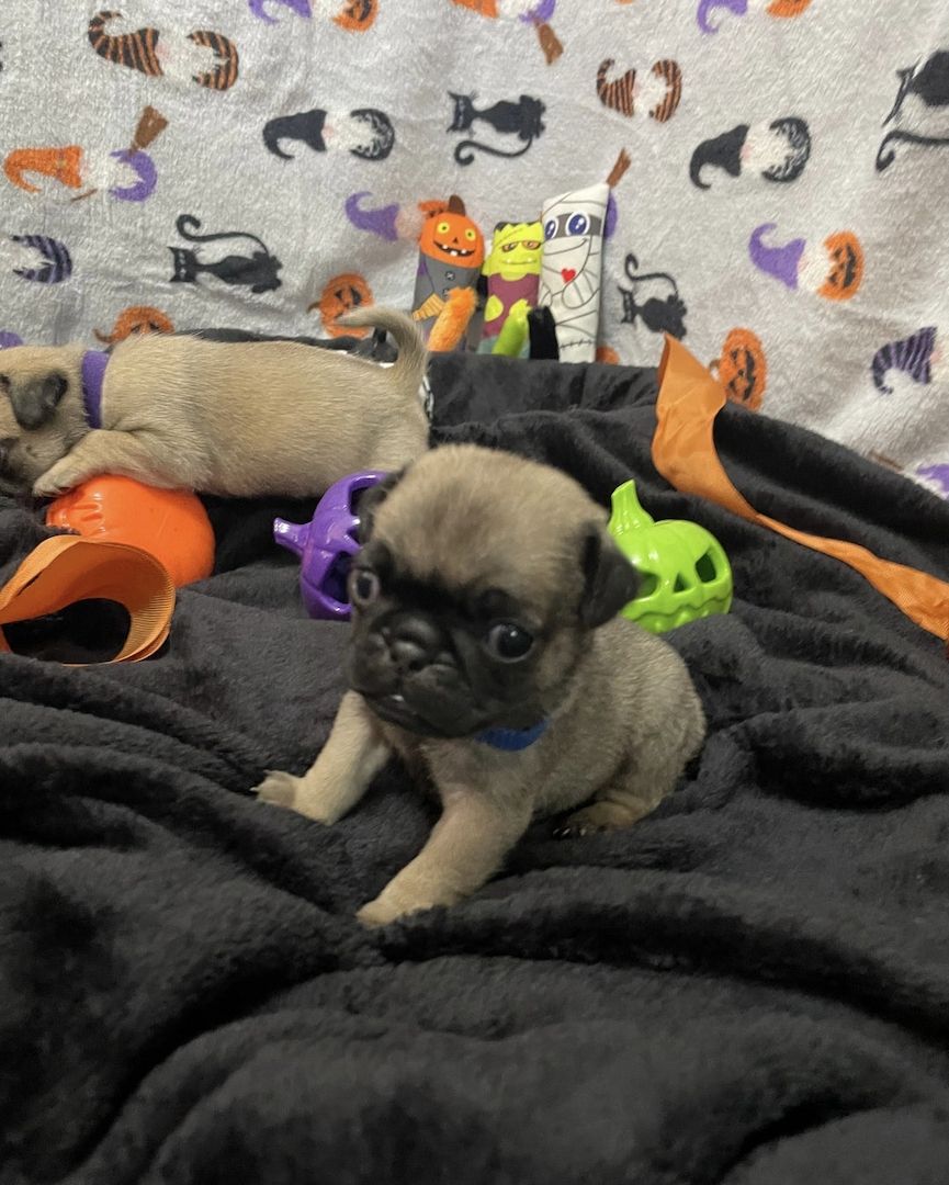 Wunderschöne Mops-Welpen