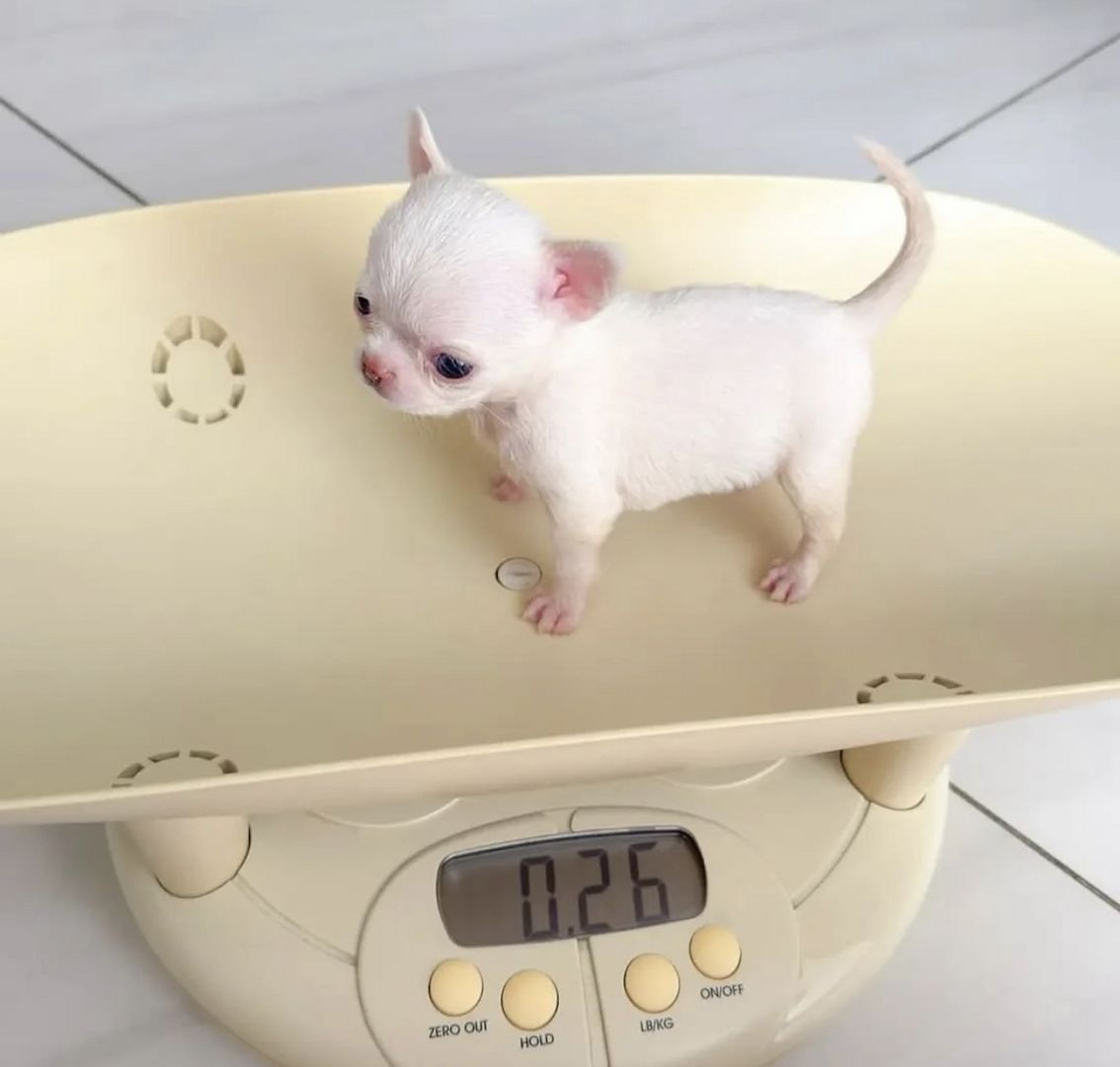 Chihuahua-Welpen (Rüde und Hündin), KC-registriert, ab sofort abgabebereit