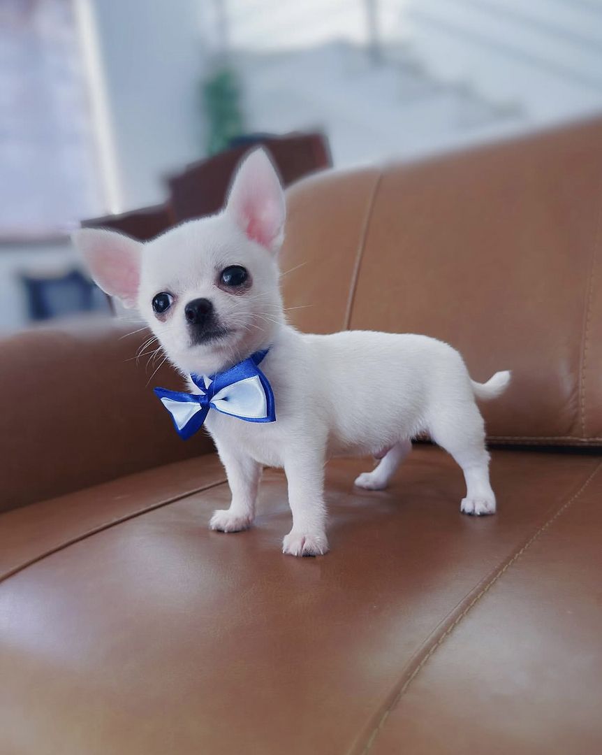 Chihuahua-Welpen (Rüde und Hündin), KC-registriert, ab sofort abgabebereit