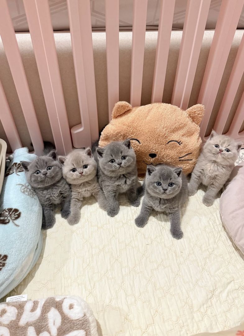 5 Britisch Kurzhaar-Kätzchen – Championlinien