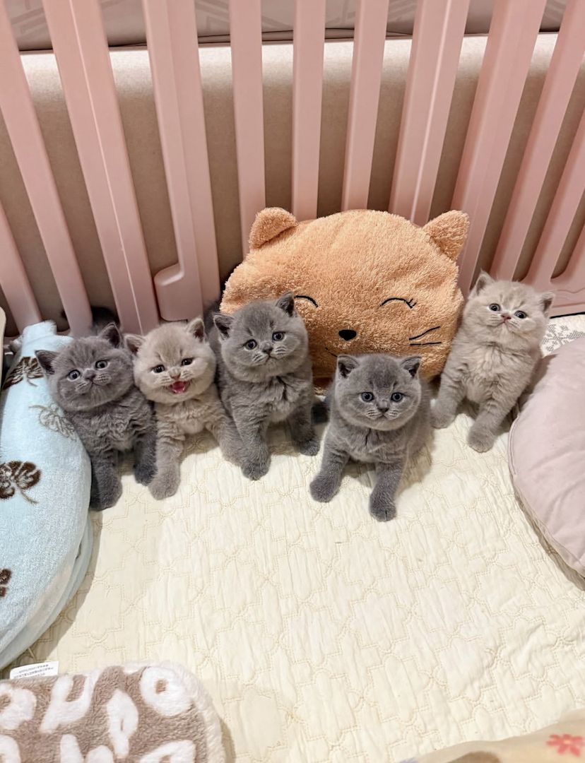 5 Britisch Kurzhaar-Kätzchen – Championlinien