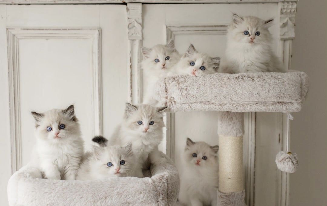 Ragdoll-Registrierungskitten ab sofort verfügbar