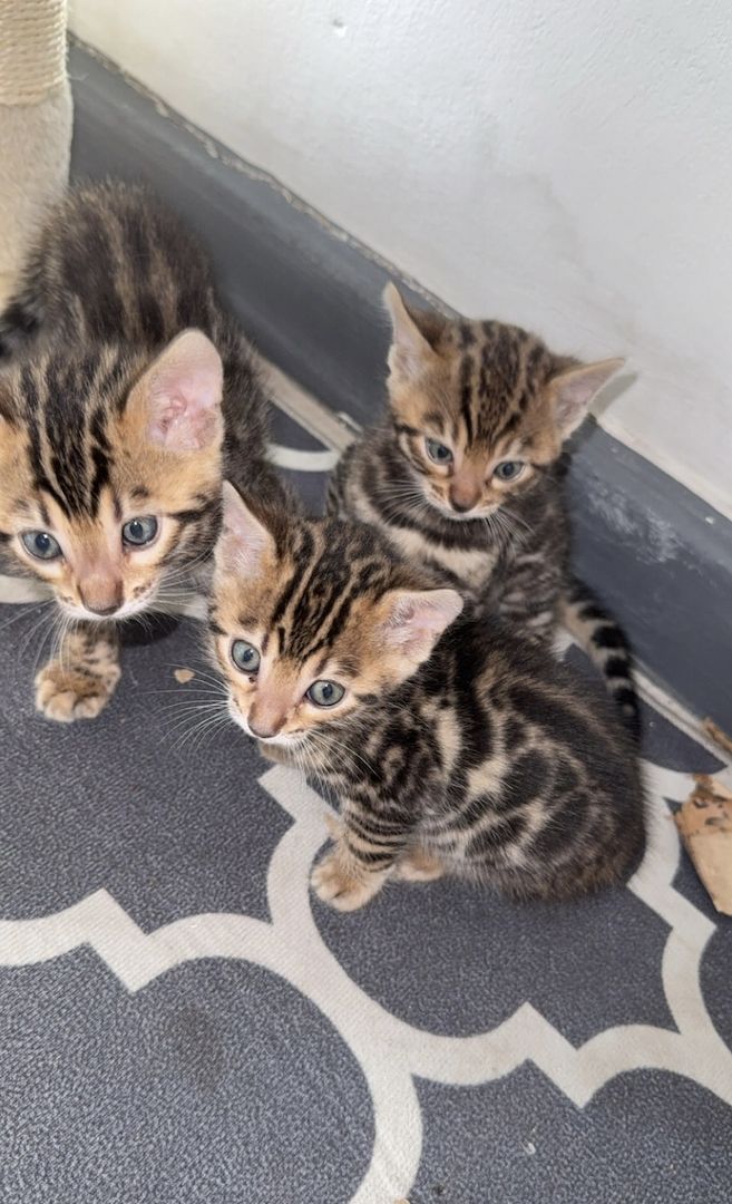 Wunderschöne Bengalkätzchen