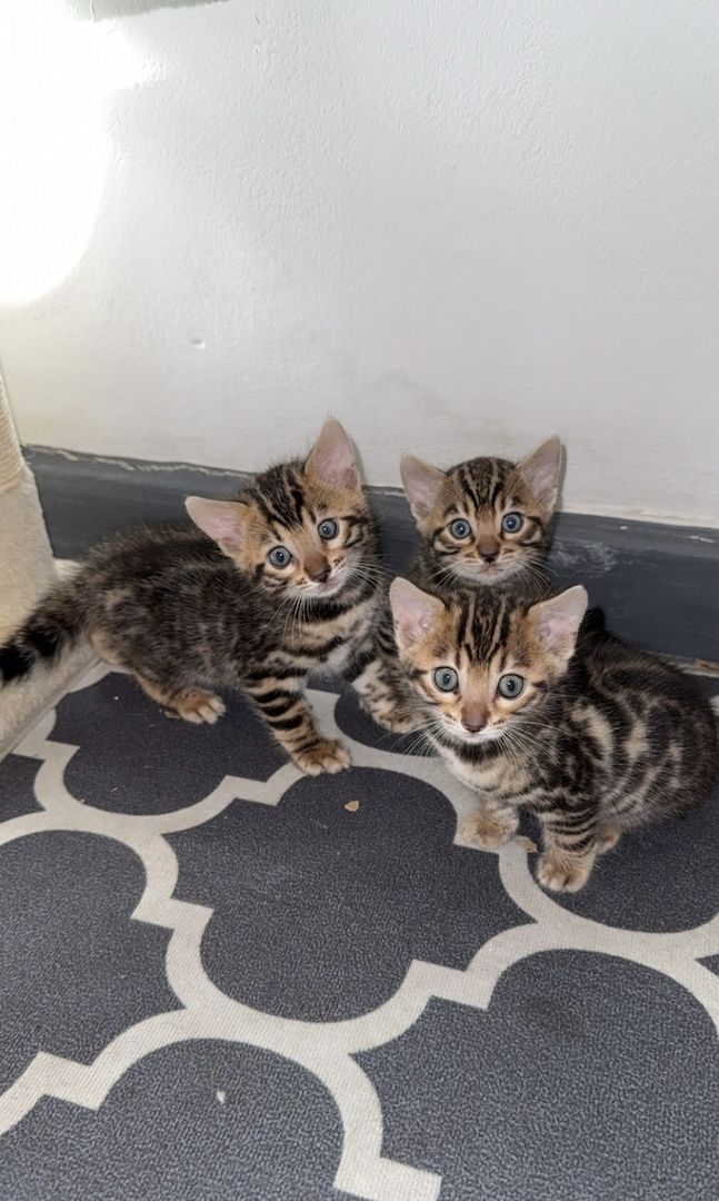 Wunderschöne Bengalkätzchen